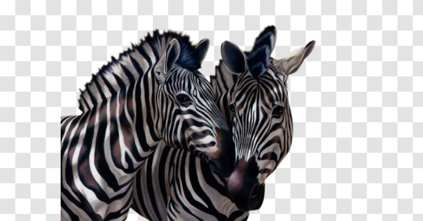 Quagga Zebra Zebre Animal Elephantidae - Neck Transparent PNG