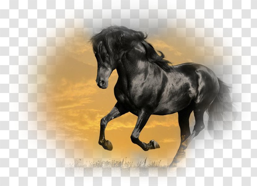 Mustang Stallion Arabian Horse Gallop Friesian - Snout Transparent PNG