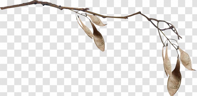 Twig Leaf Branch - Winter - Plant Branches Transparent PNG