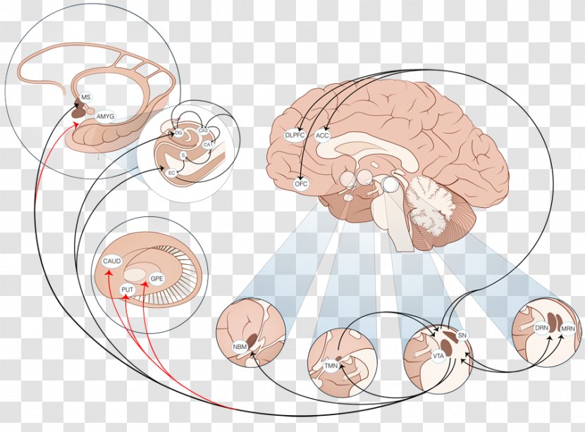 Locus Coeruleus Human Brain Norepinephrine System - Tree - Alzheimer's Disease Transparent PNG