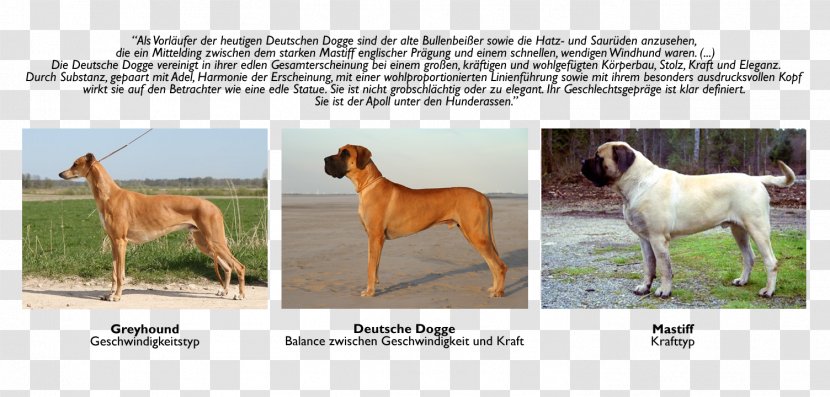 Dog Breed Great Dane English Mastiff Sporting Group Fawn - Deutsche Dogge Transparent PNG