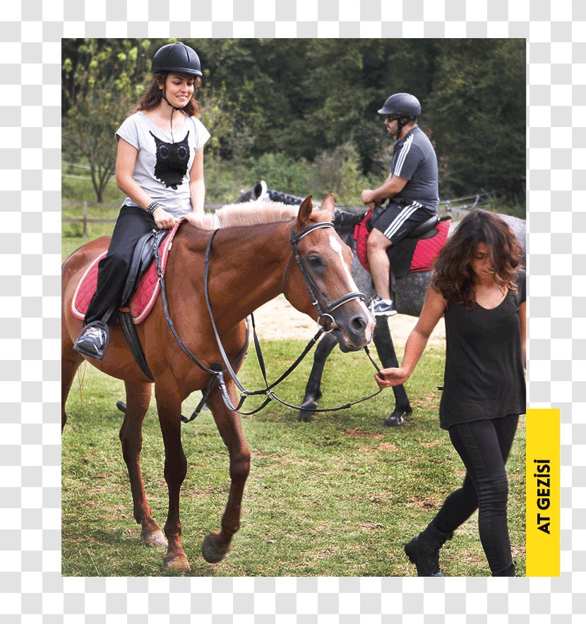 Eventing Horse Hunt Seat Equestrian Hotel - Cross Country Equestrianism Transparent PNG