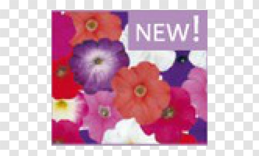 QR Code Business Cards - Magenta - Mix Flowers Transparent PNG