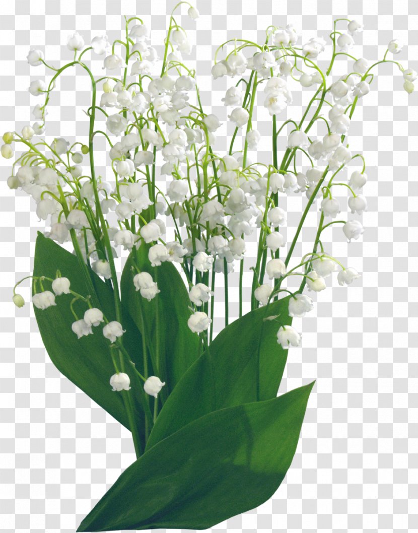 Lily Of The Valley Flower Clip Art - Lilium Transparent PNG