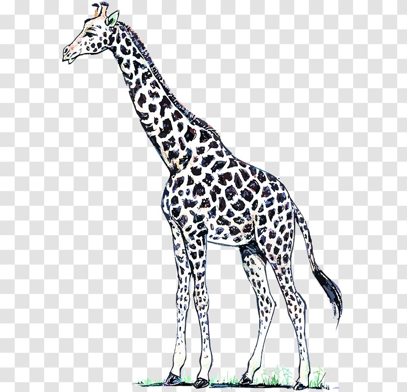 Giraffe Terrestrial Animal Giraffidae Wildlife Figure - Adaptation Transparent PNG
