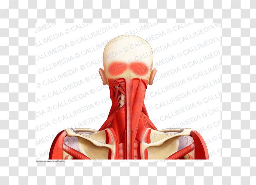 Muscle Shoulder Neck Head Anatomy - Cartoon - And Transparent PNG
