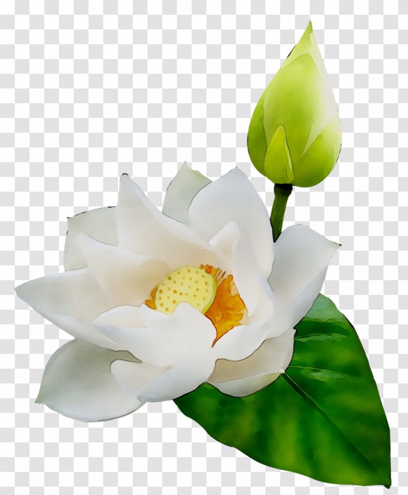 Clip Art Sacred Lotus Image Desktop Wallpaper - Magnolia Family Transparent PNG