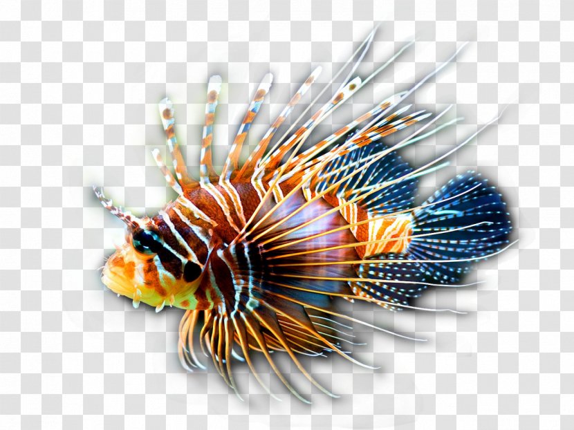 Red Lionfish Clownfish Coral Reef Tropical Fish - Aquatic Animal - Conch Transparent PNG