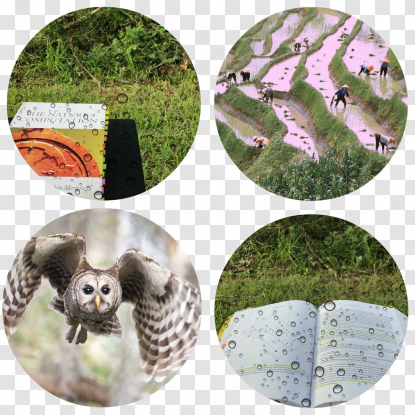 Owl Wildlife Fauna China Transparent PNG