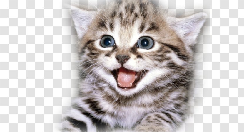Kitten Cat Puppy Cuteness Happiness - Heart Transparent PNG
