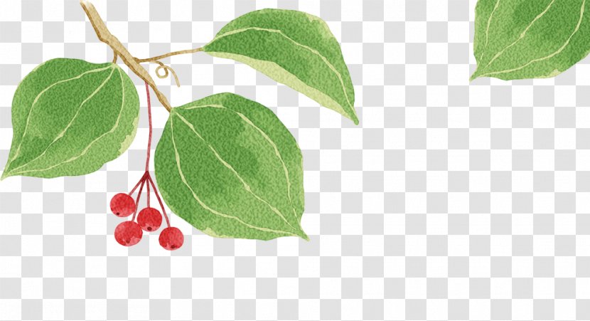 1u670810u65e5 - Branch - Creative Berries Transparent PNG