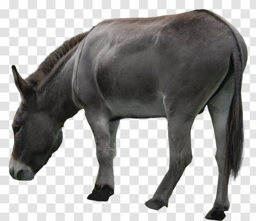 Hinny Mule Donkey - Mustang Horse Transparent PNG