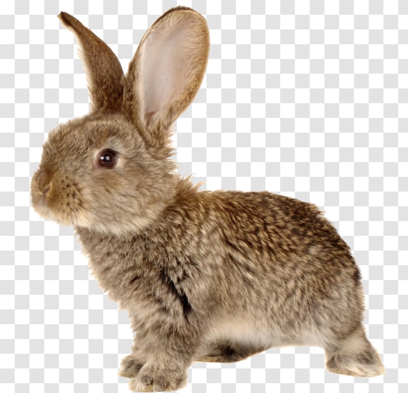 Easter Desktop Wallpaper Rabbit - Domestic Transparent PNG
