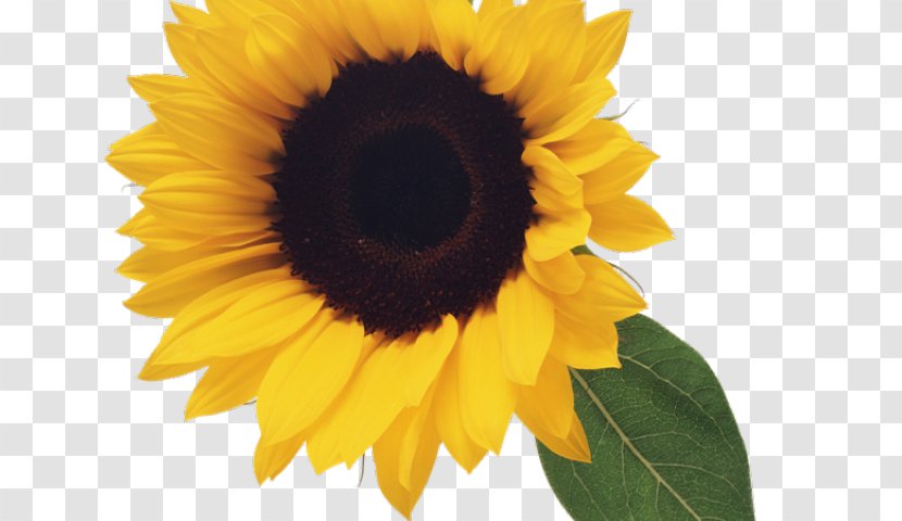 Sunflower - Vegetarian Food - Perennial Plant Annual Transparent PNG