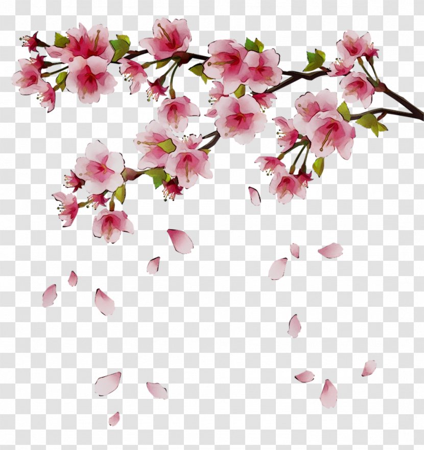 Clip Art Cherry Blossom Image - Spring Transparent PNG
