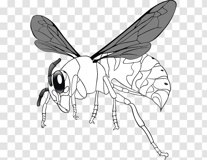Hornet Western Honey Bee Clip Art Insect Transparent PNG