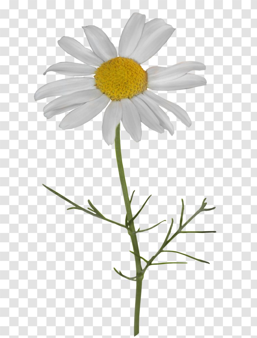 Common Daisy Image Chamomile Oxeye - Petal Transparent PNG