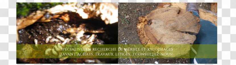 Mérule Serpula Lacrymans Ksülofaag Rouen Lumber - Flora - Parasitism Transparent PNG