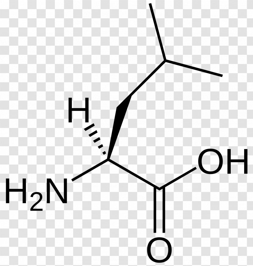 Branched-chain Amino Acid Essential Leucine Valine - Diagram - Skeletal Muscle Transparent PNG