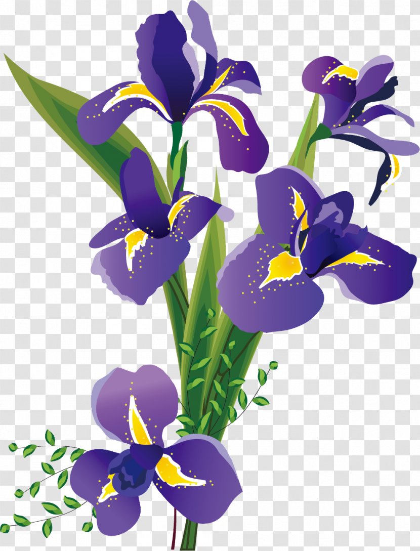 Northern Blue Flag Iris Flower Data Set Family Transparent PNG