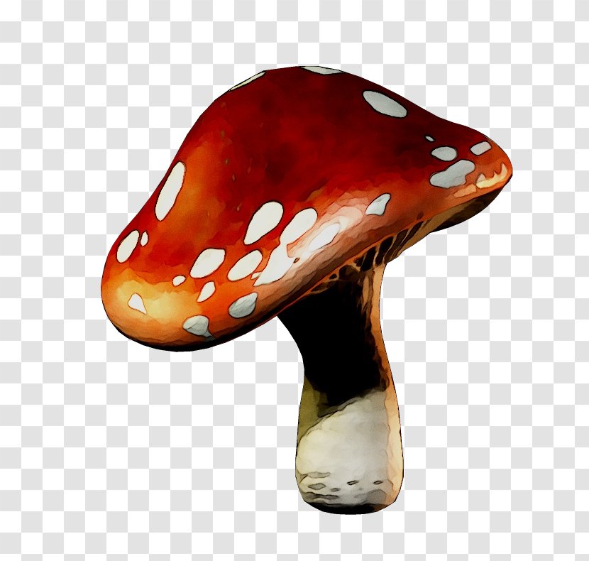 Common Mushroom Fungus Image - Drawing - Cellophane Noodles Transparent PNG