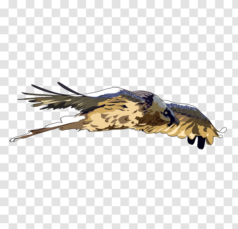 Bird Bearded Vulture Clip Art - Claw Transparent PNG
