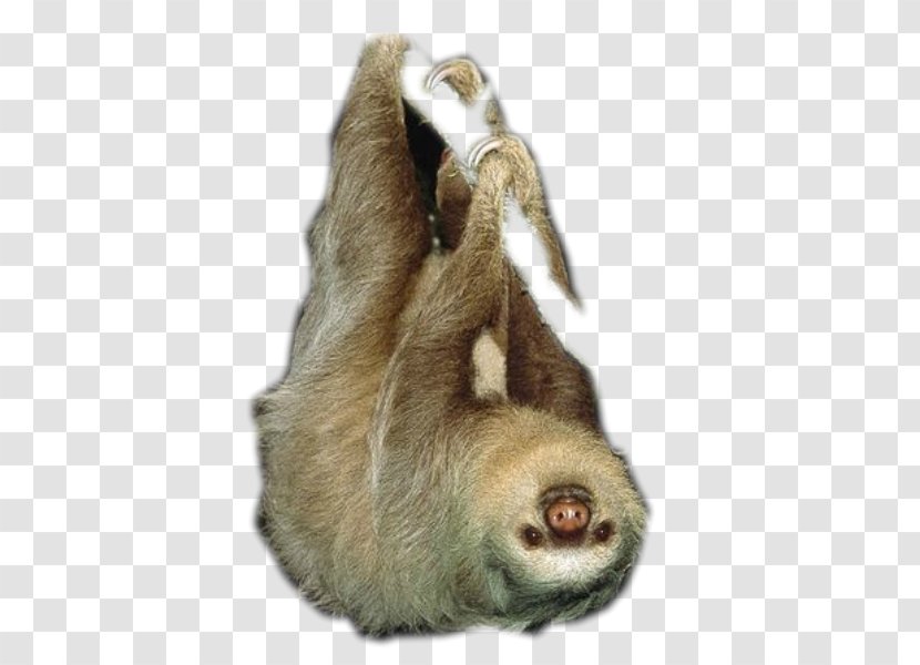 Hoffmann's Two-toed Sloth Linnaeus's Brown-throated Maned Pale-throated - Fur Transparent PNG