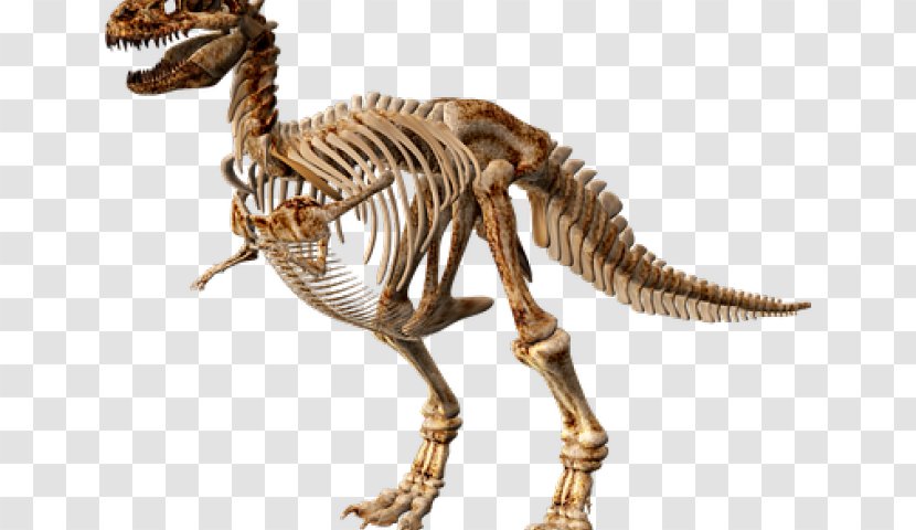 Dinosaur Image Skeleton Stegosaurus - Terrestrial Animal - Poledance Cartoon Transparent PNG