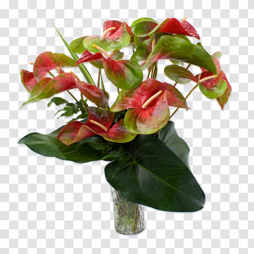 Anthurium Andraeanum Easter Lily Flower Rose Plant - Leaf - Tropical Transparent PNG