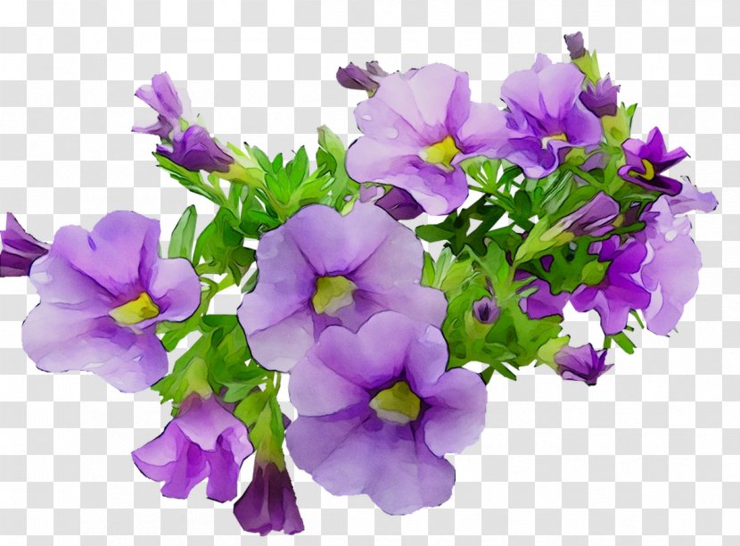 Annual Plant Primrose Plants - Violet Transparent PNG