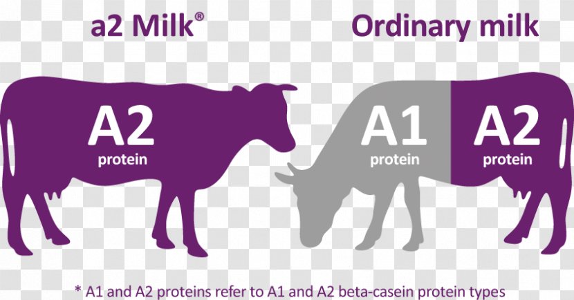 The A2 Milk Company Cattle Dairy Products - Like Mammal Transparent PNG