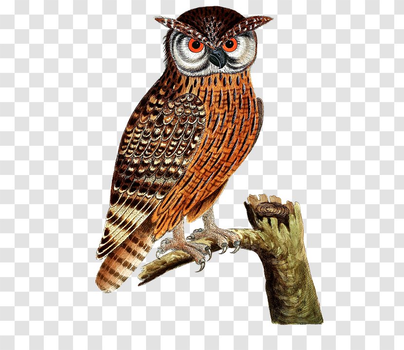 Owl Clip Art Openclipart Bird - Beak Transparent PNG