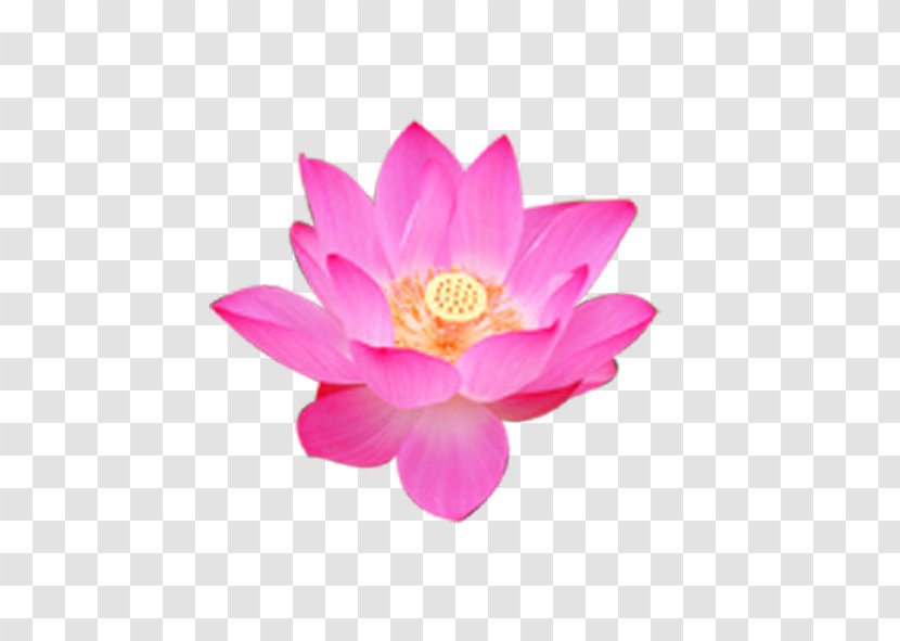 Nelumbo Nucifera Flower Rulaizong Buddhism Petal - Plant - Pink Lotus Transparent PNG