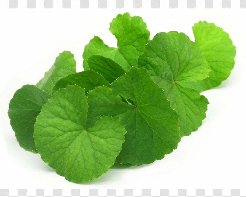 Centella Asiatica Mackinlayoideae Medicinal Plants Herb - Mackinlayaceae - Herbs Transparent PNG