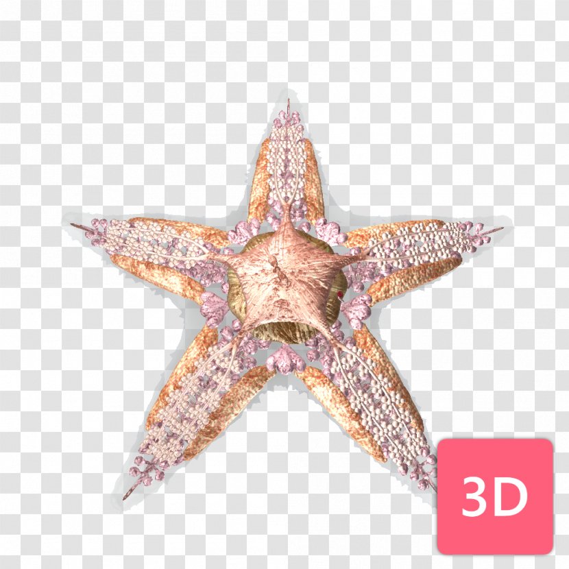 Starfish Comparative Anatomy Human Body Sea - Middle School Transparent PNG
