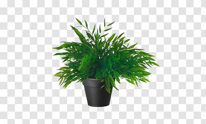Window Blinds & Shades Houseplant IKEA Bamboo - Arecales - Plants Transparent PNG