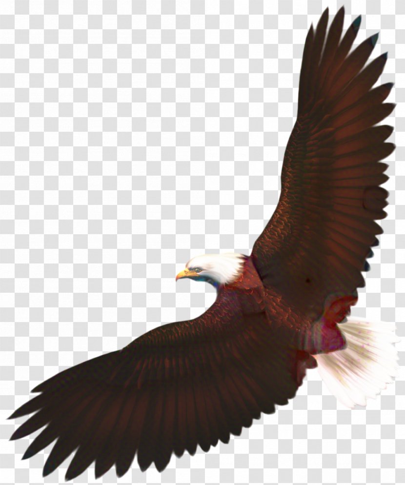Turkey Cartoon - Buzzard - Condor Claw Transparent PNG