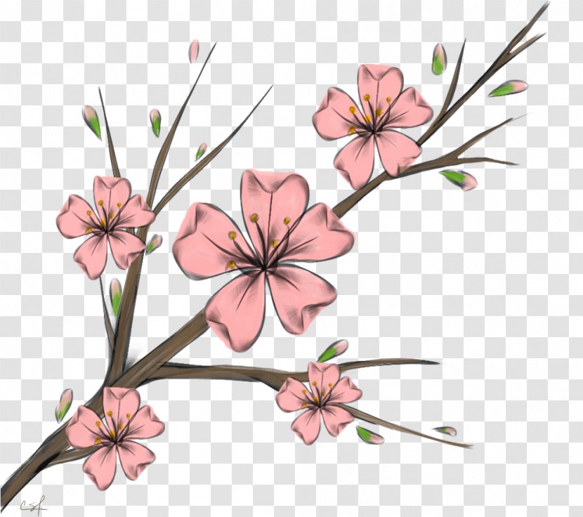 Cherry Blossom Background - Pink - Wildflower Branch Transparent PNG
