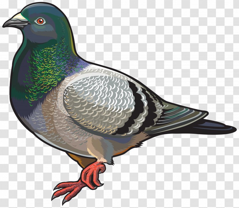 English Carrier Pigeon Columbidae Bird Clip Art Transparent PNG
