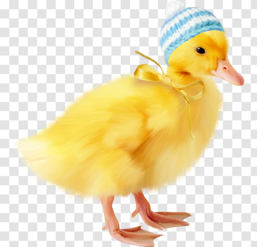 Duck Icon - Feather Transparent PNG