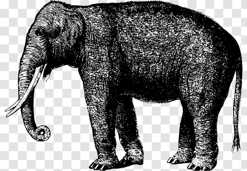 Indian Elephant African Mammoth Tusk Elephantidae - Illustration Transparent PNG