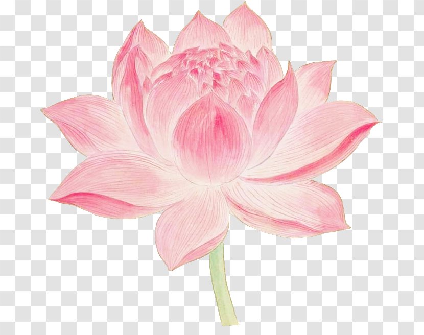 Graphic Design Color - Dahlia - Lotus Transparent PNG