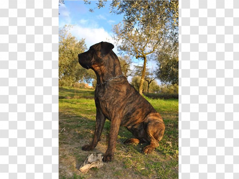 Tosa Fila Brasileiro Boerboel Broholmer Cimarrón Uruguayo - Cane Corso Transparent PNG