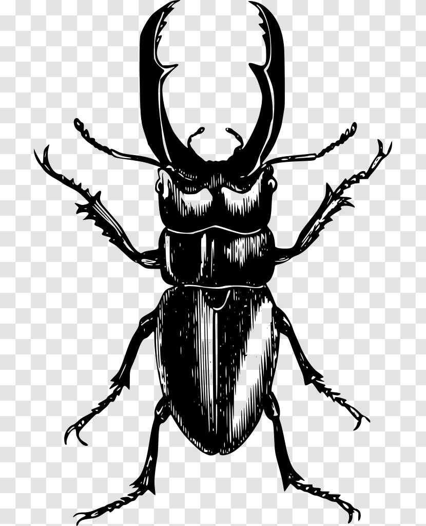 June Background - Stag Beetles - Rhinoceros Beetle Blister Transparent PNG