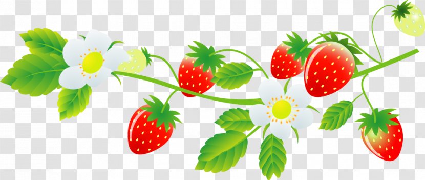 Strawberry Marimo Farm Food Daifuku いちご大福 - Cooking - Friuts And Vegetable Transparent PNG