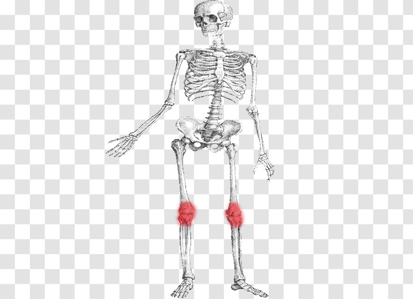 Hip Human Skeleton Bone Muscle - Watercolor Transparent PNG