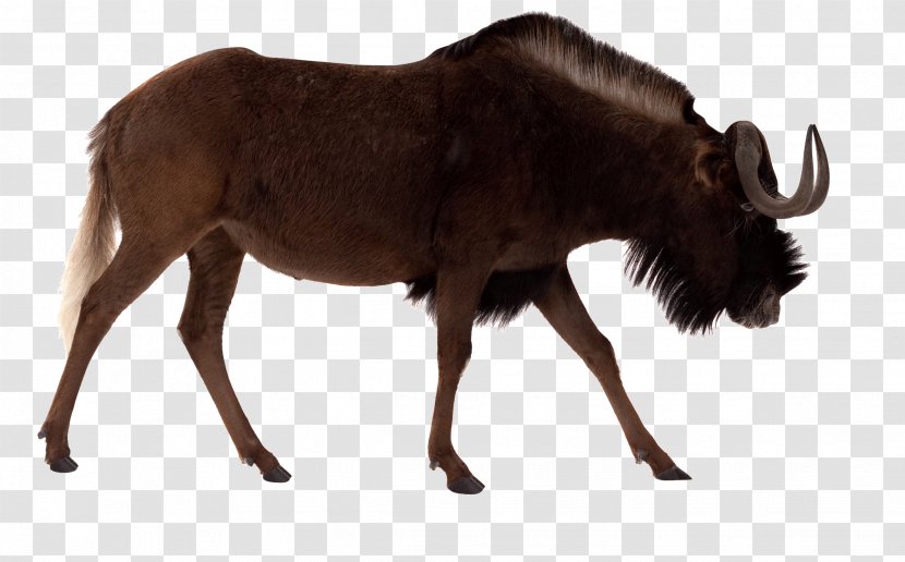 Black Wildebeest Blue Antelope Stock Photography Royalty-free - Alamy - Bison Picture Transparent PNG