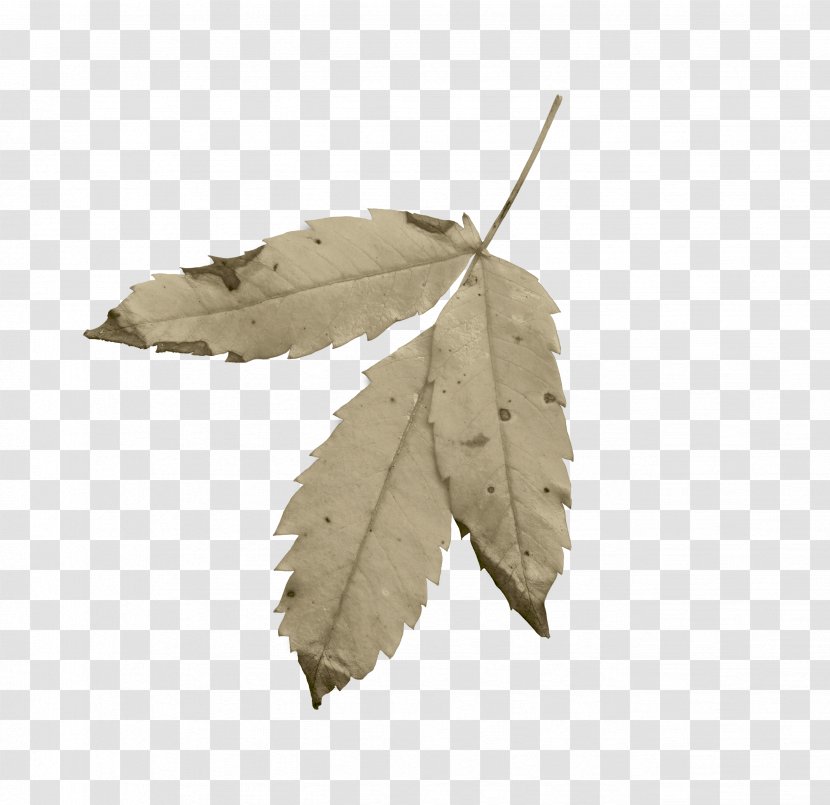 Leaf - Tree Transparent PNG