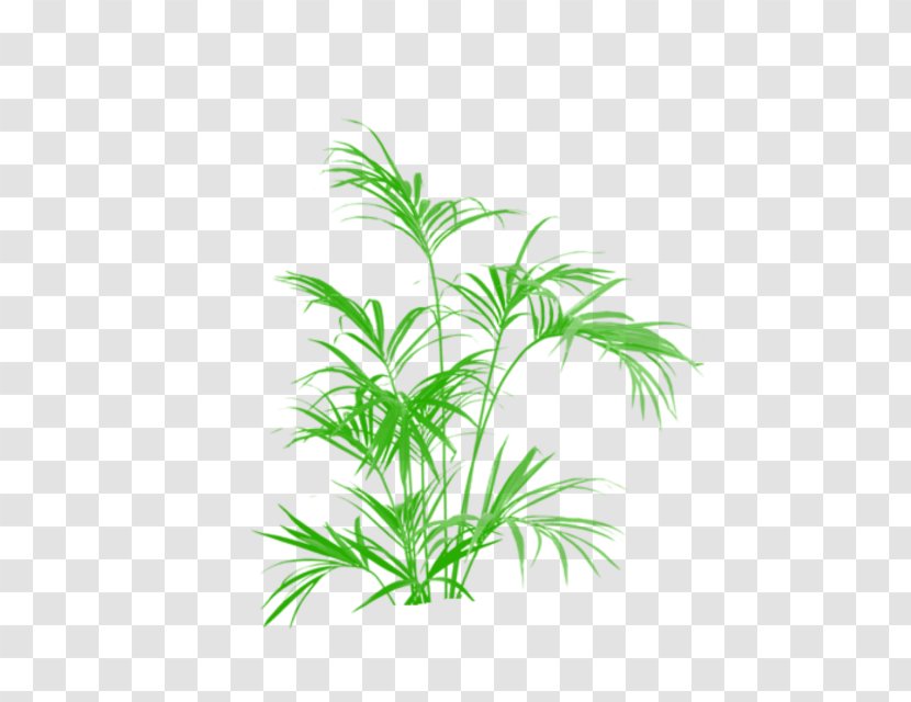 Howea Forsteriana Palm Trees Plants Houseplant - Hemp - Tree Transparent PNG