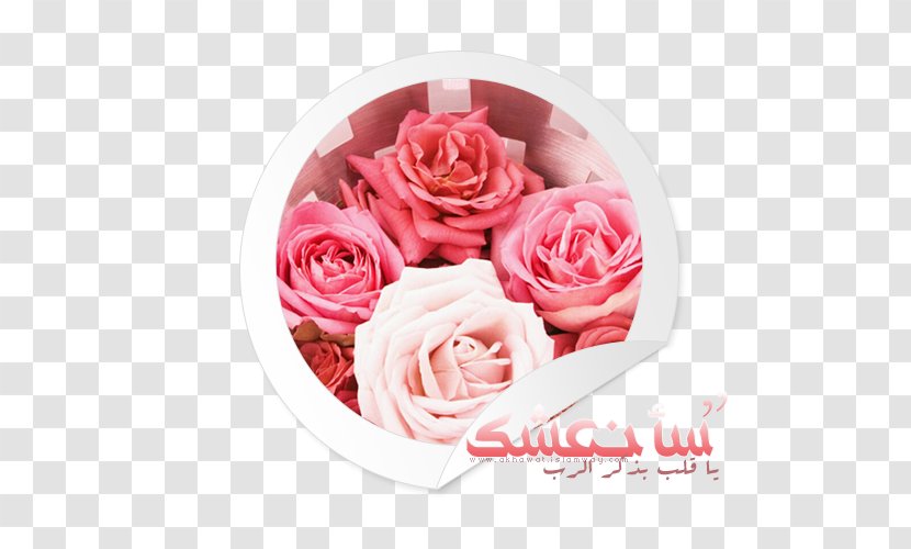 Garden Roses Cut Flowers - Flower - Rose Transparent PNG